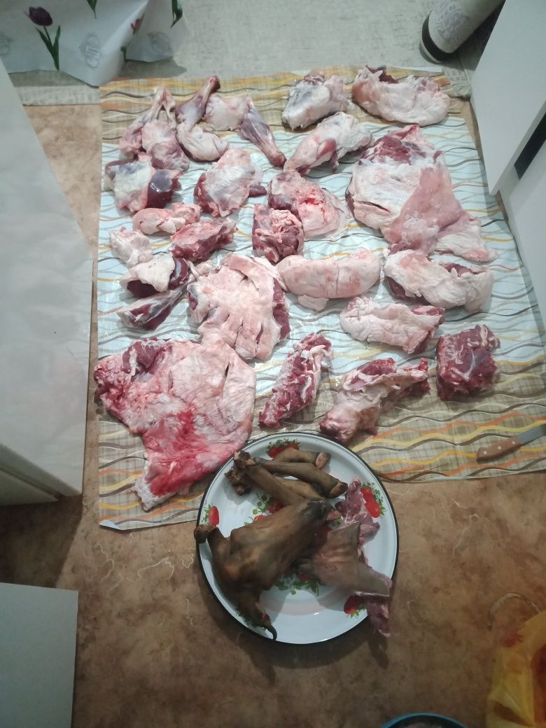 Ассалаумағалейкум ағайын семіз марқалар сатылады