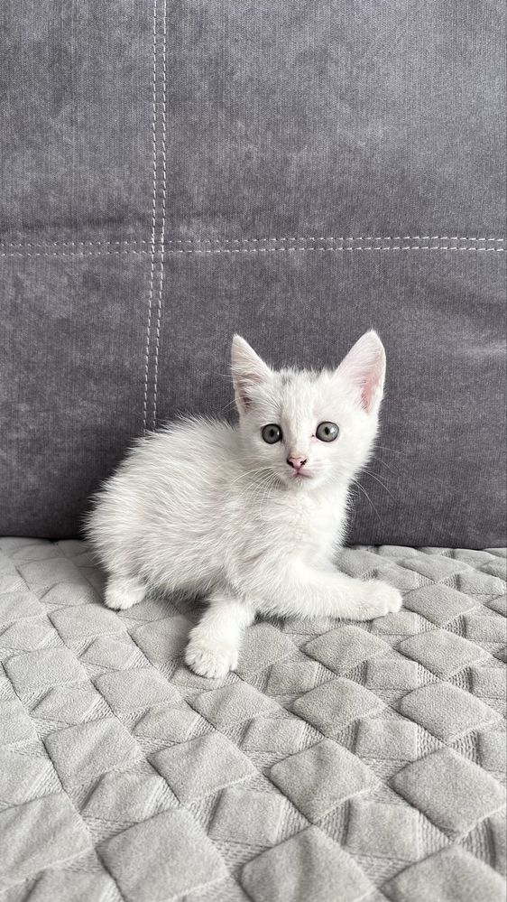 Отдам котят в хорошие руки