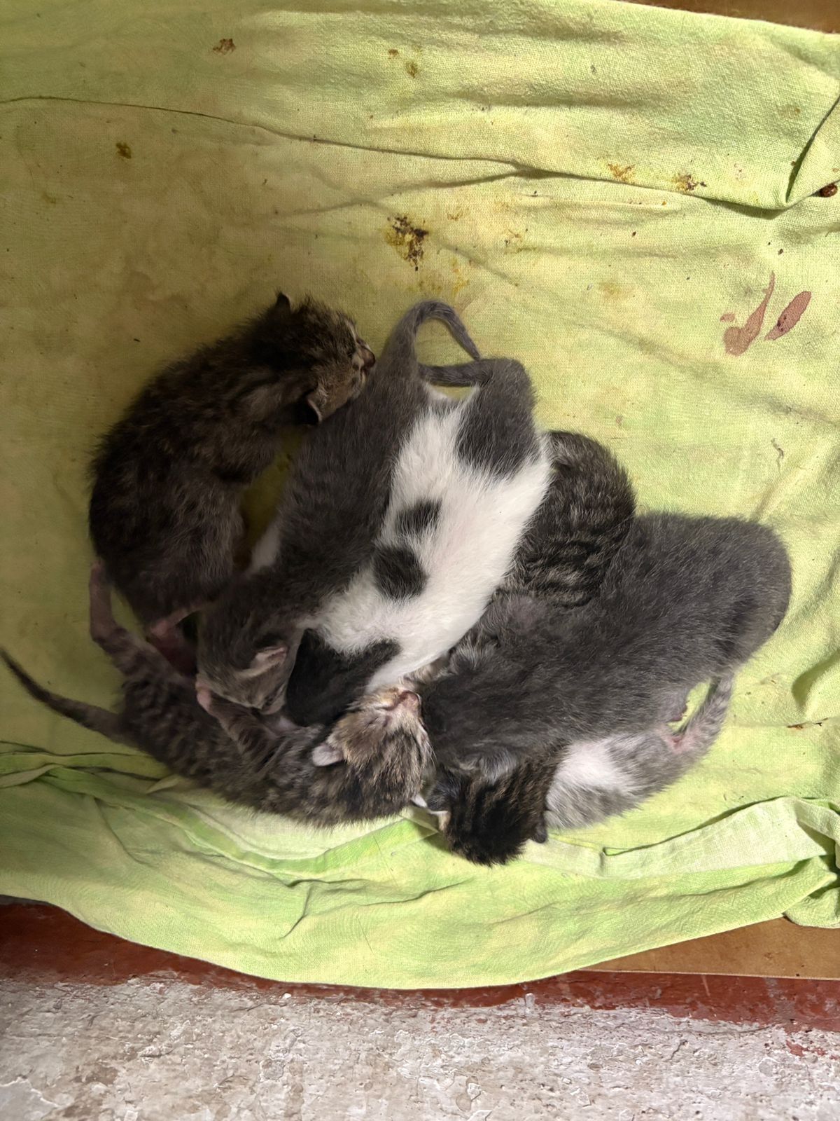Котята бесплатно