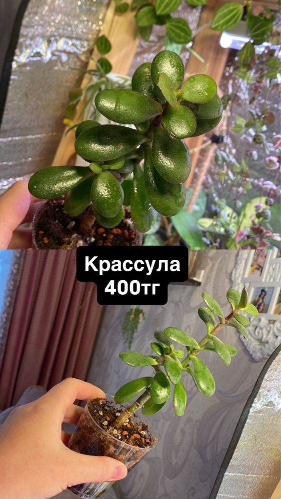 Комнатные растени