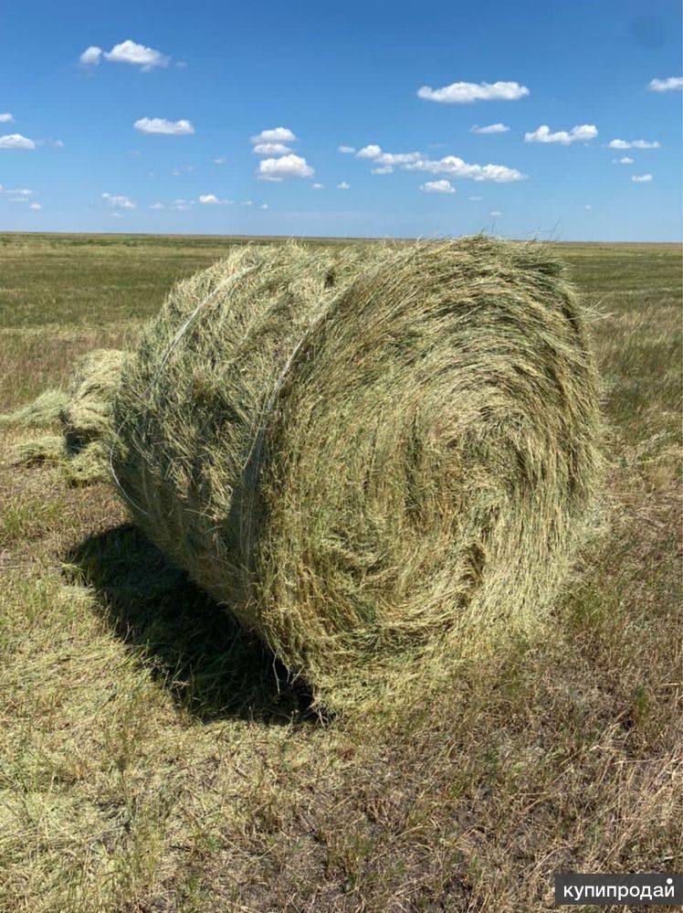 Сено в рулонах с поля