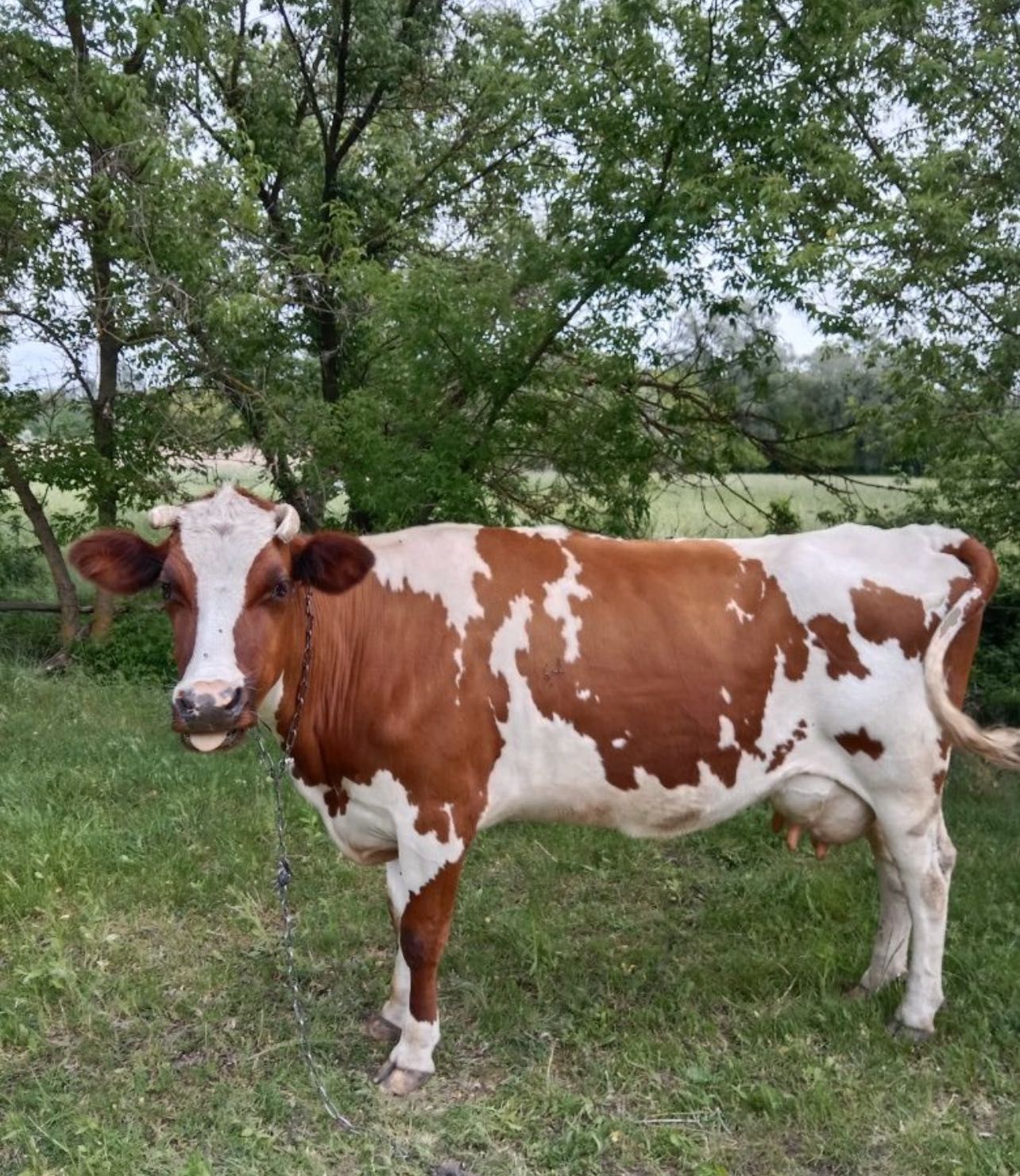 Продам корову молочную