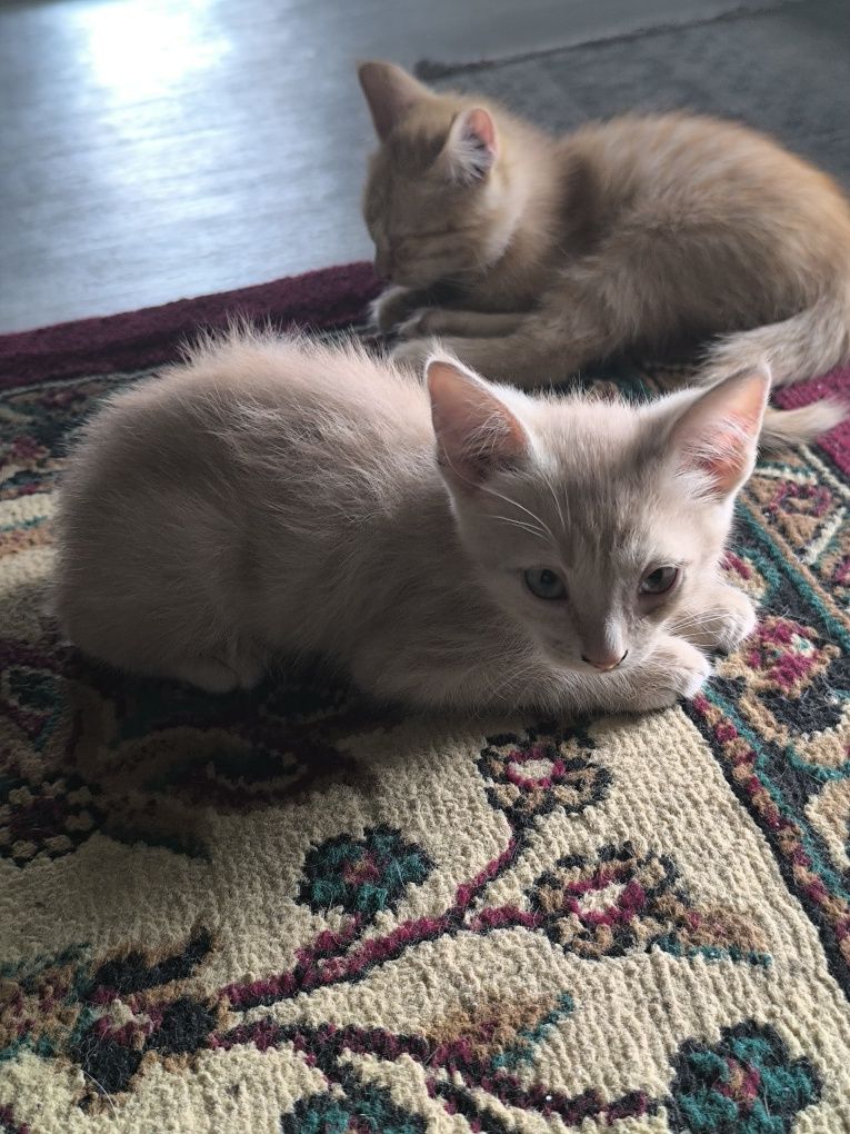 Котята в добрые руки.