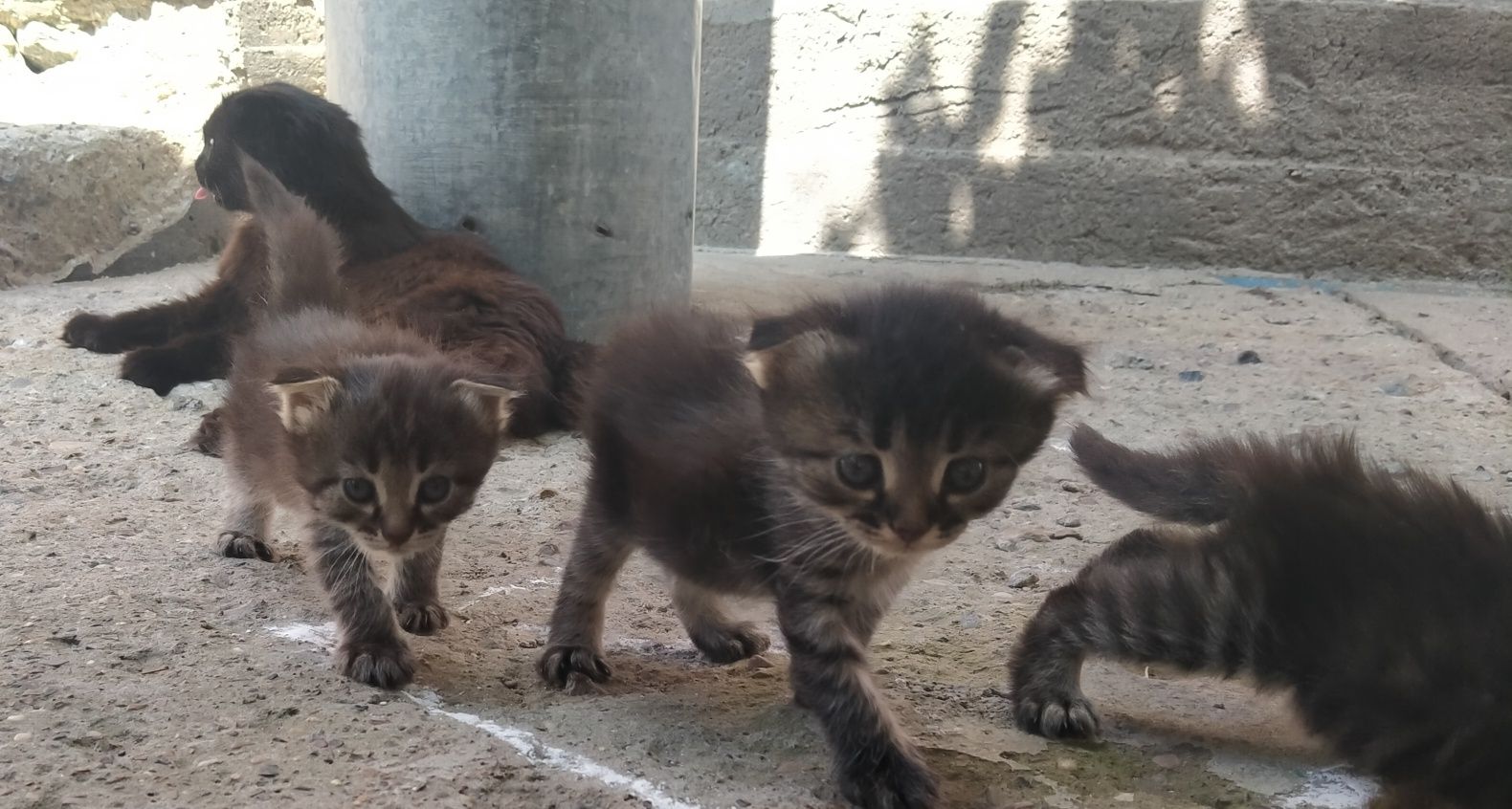Котята отдам бесплатно