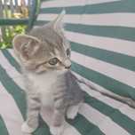 Отдам котят, девочки, 1,5месяца