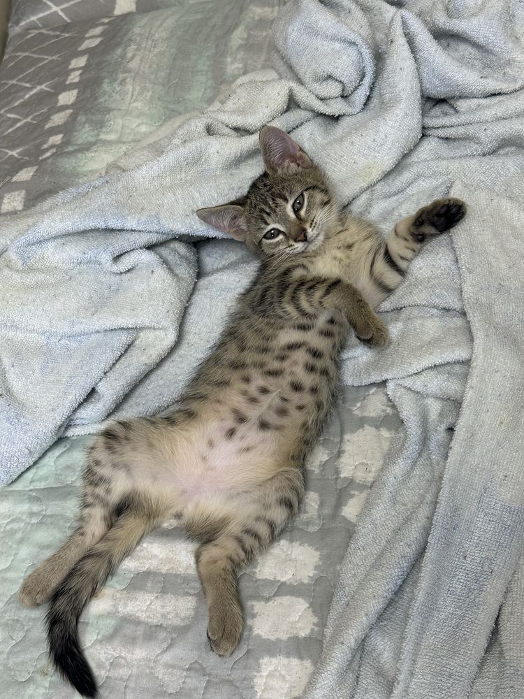 Котята ДЕВОЧКИ только в хорошие руки