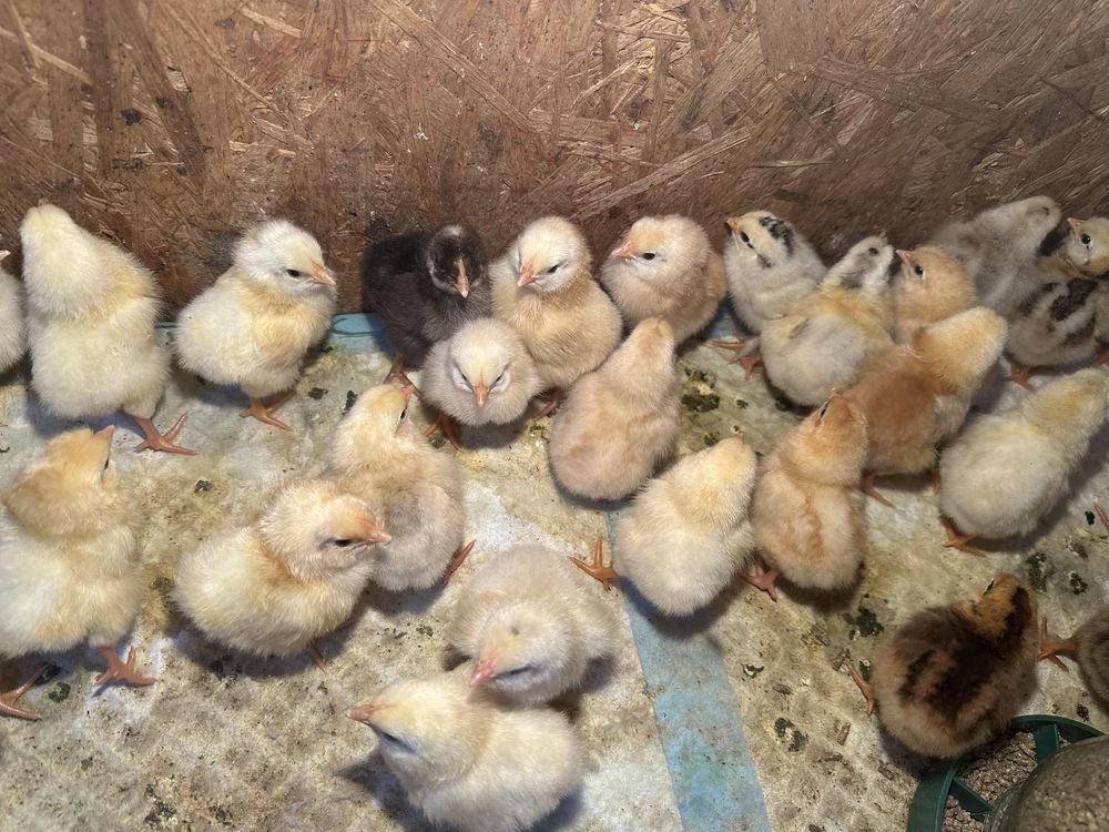Продам цыплят