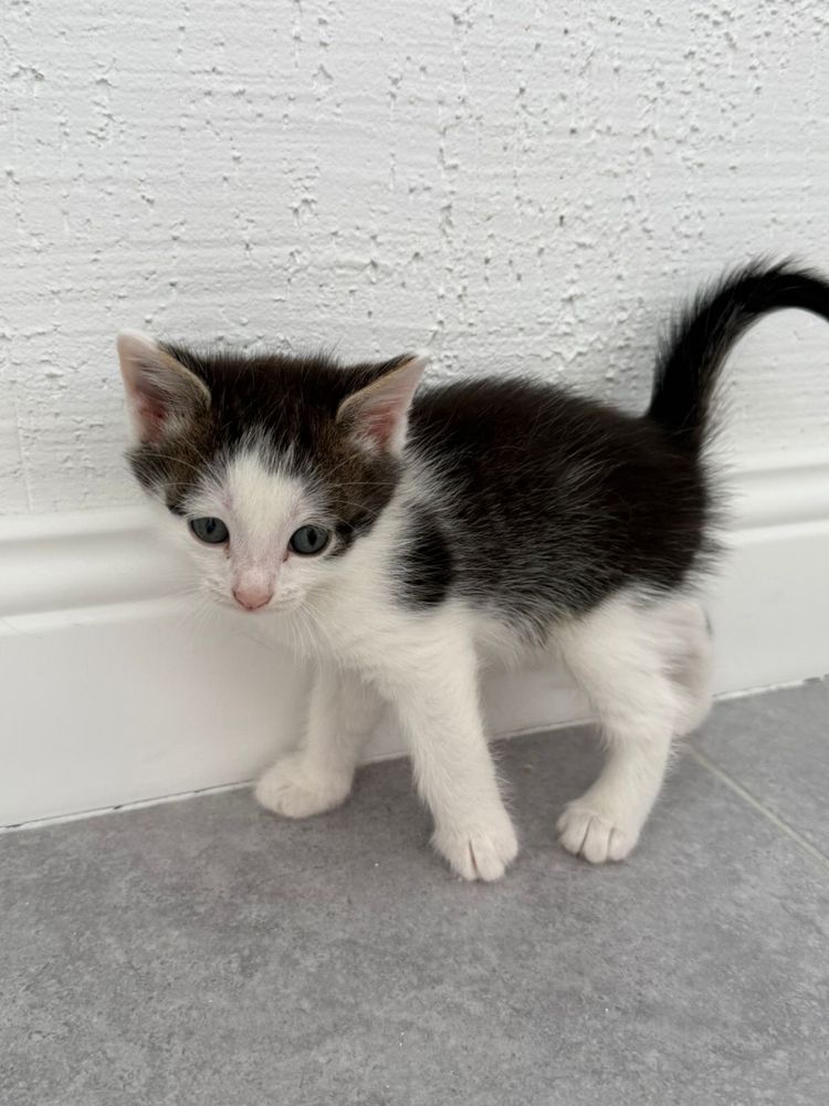 Котенок, котята ищут семью