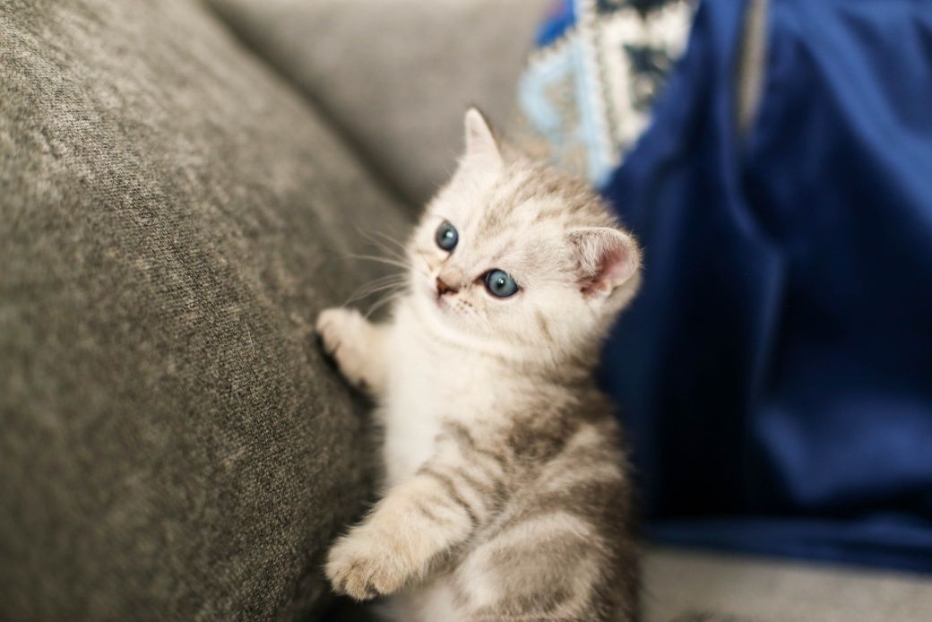 Шотландские  котята