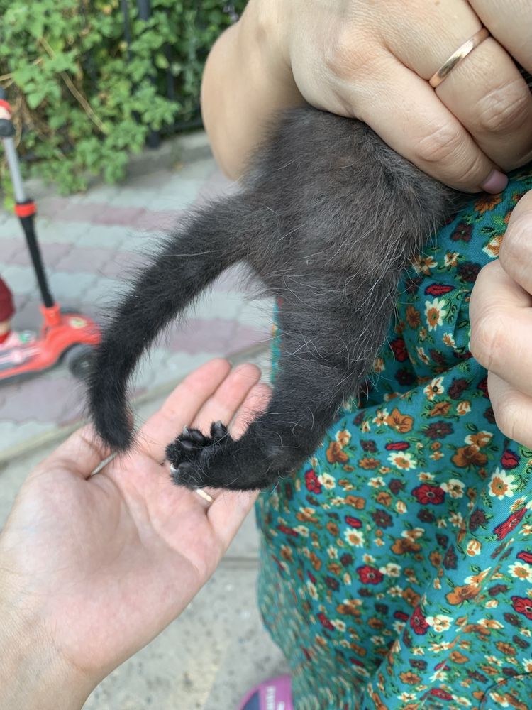 Отдам котят.