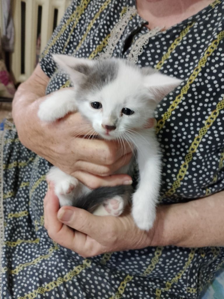 Отдам котят 3девочки 1мальчик