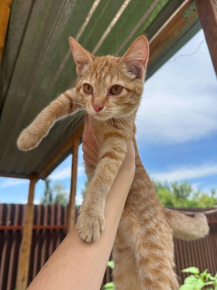 Котенок мальчик в хорошие руки