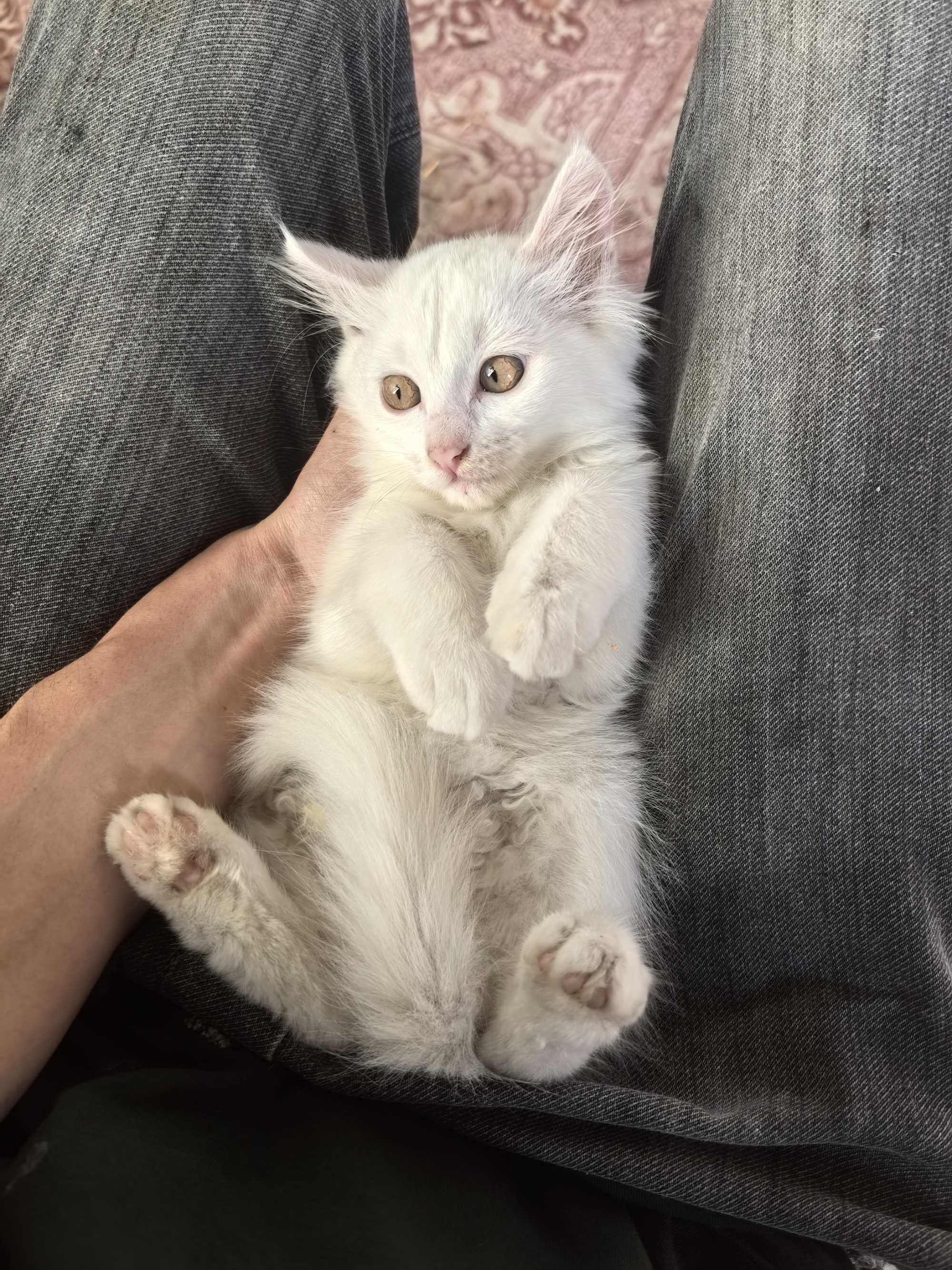 Отдаётся котёнок девочка