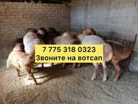 Бараны авцы ягнята молодн ткшжвьклклс