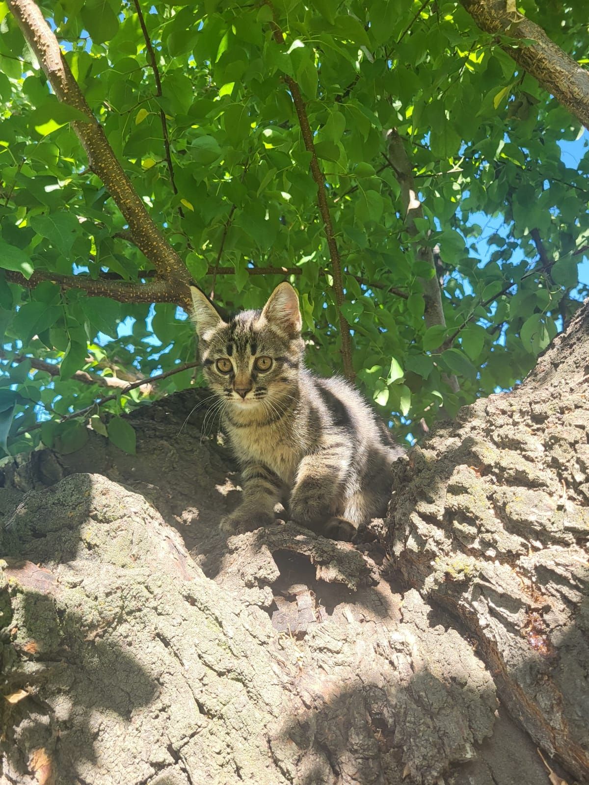 Котята даром в добрые руки