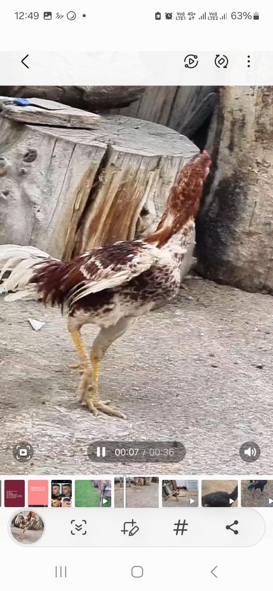 Продам Бойцового Дакана!!