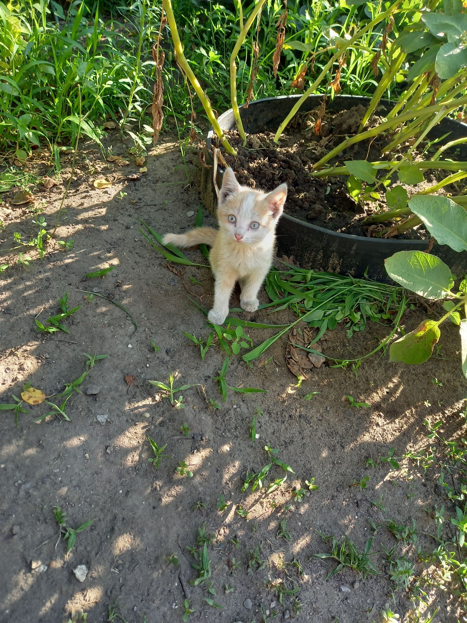 Отдам даром котят