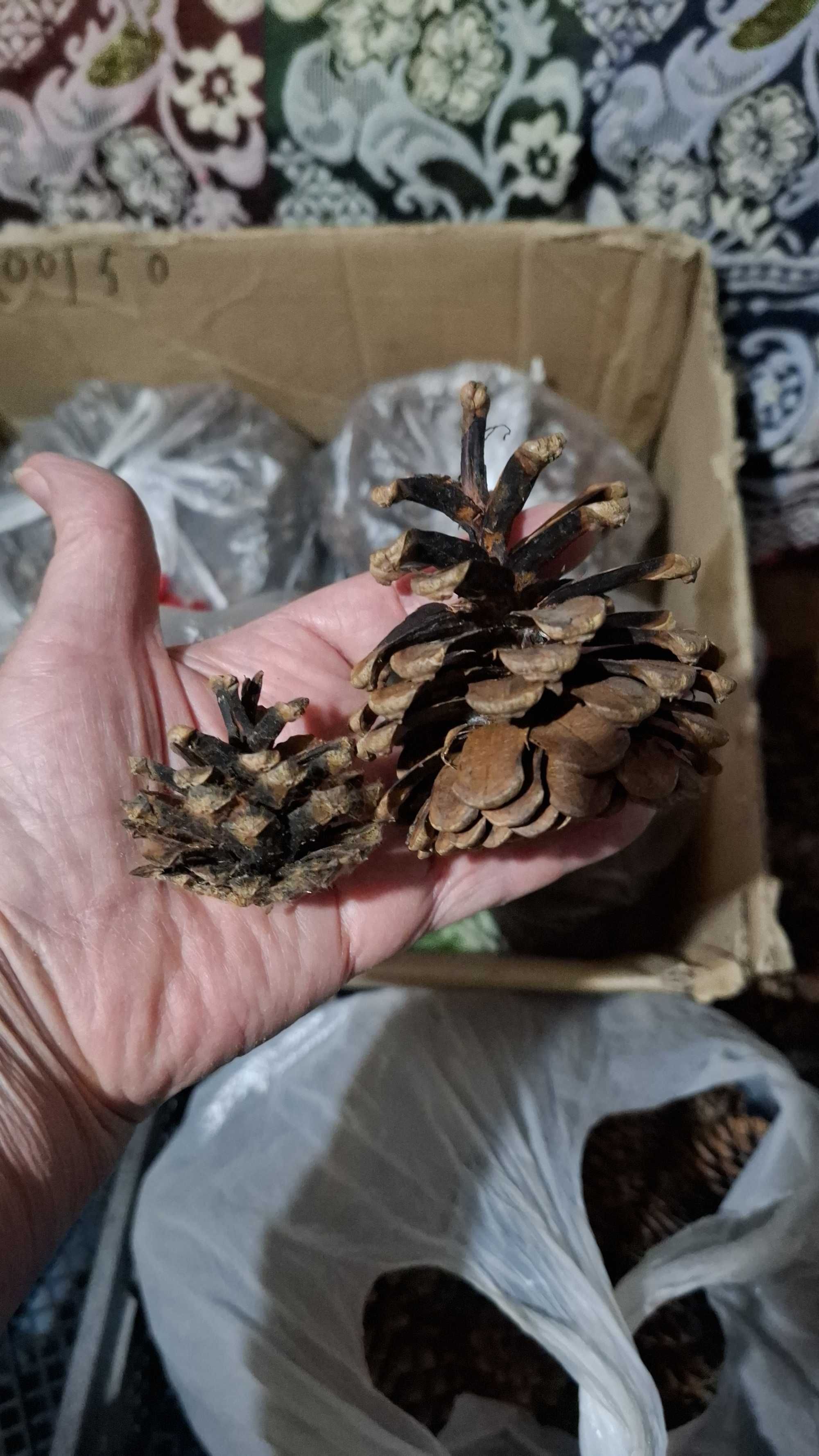 Продам шишки сосновые  большие и маленькие