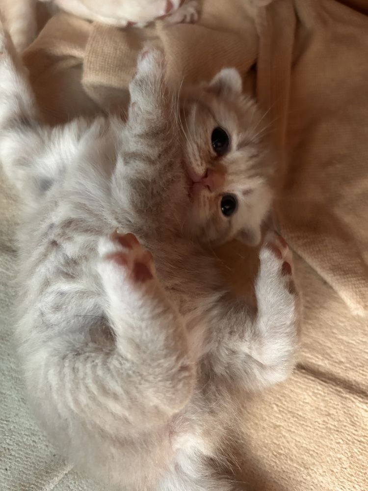 Котята Породистые ( шатлаоская вислоухая-британский с прямыми ушами ))