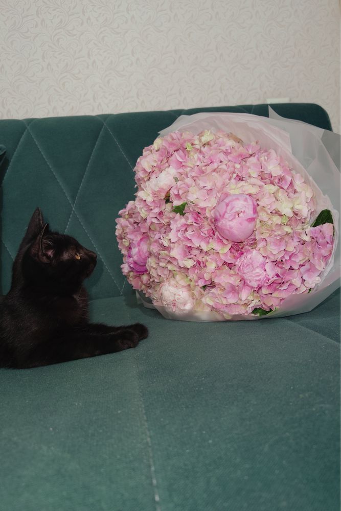 Котенок в добрые руки