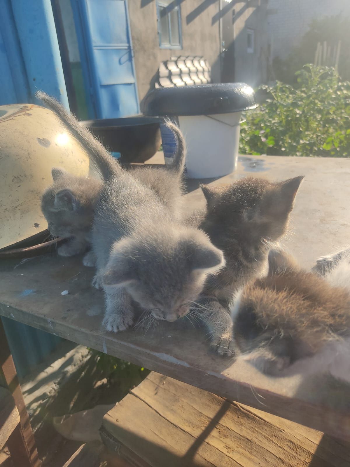 Отдам котят бесплатно