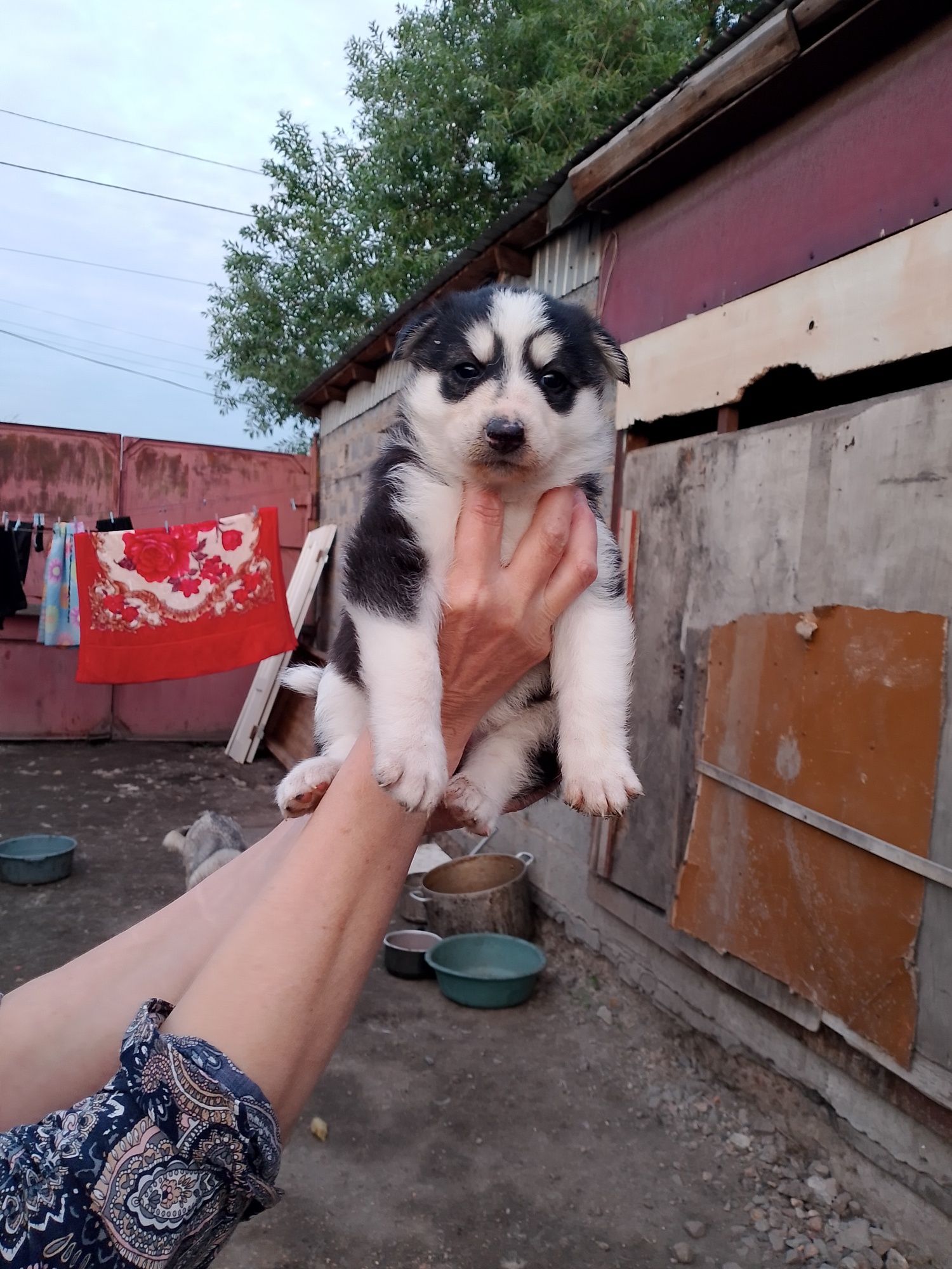 Продам щенят породы хаски