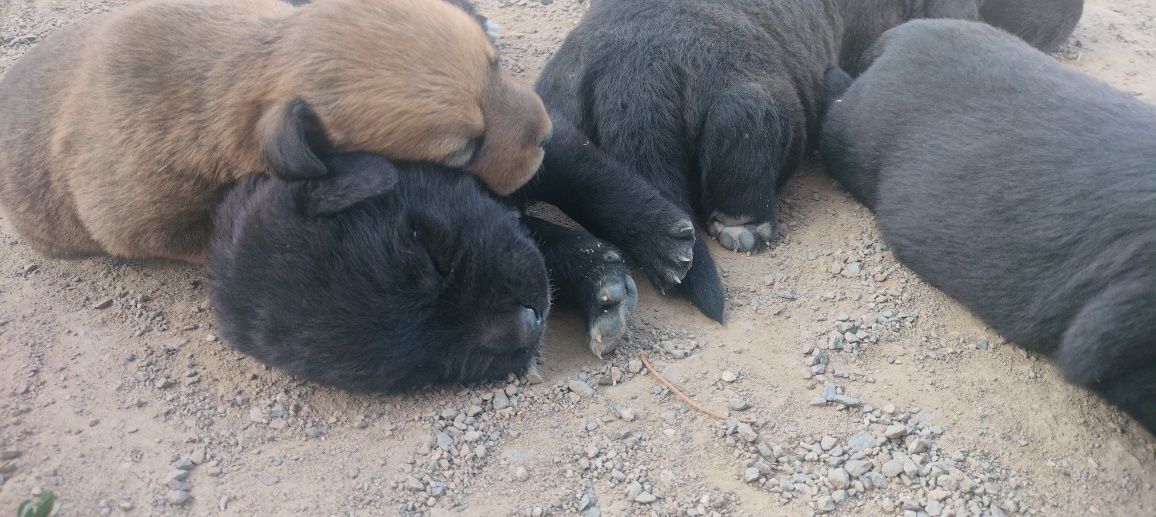 Шенки кане корс девочка