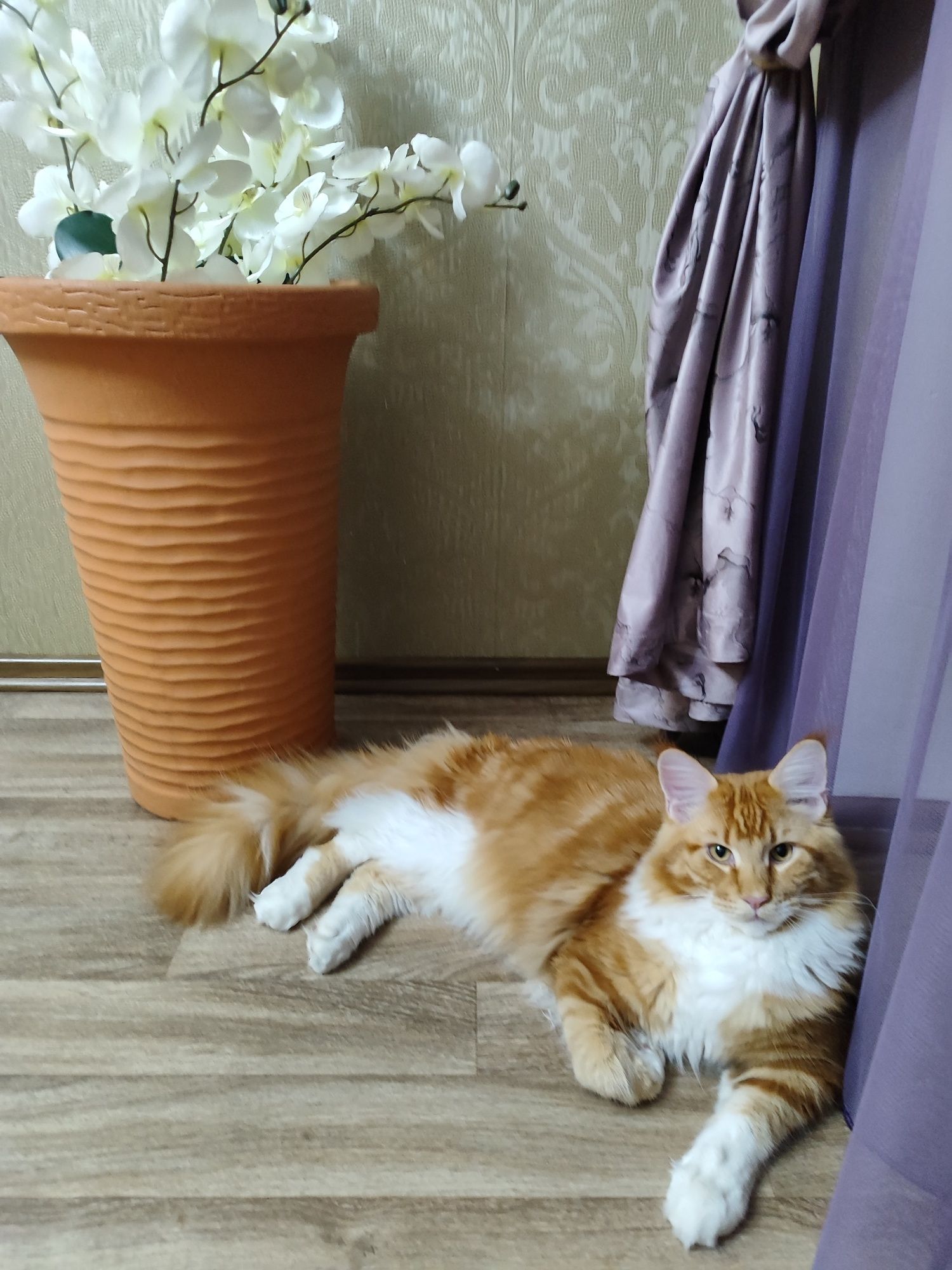 Продам кота мейнкун