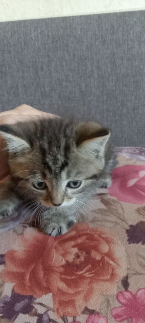 Oтдам котят в хорошие руки