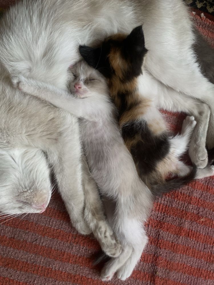 Котята в добрые руки