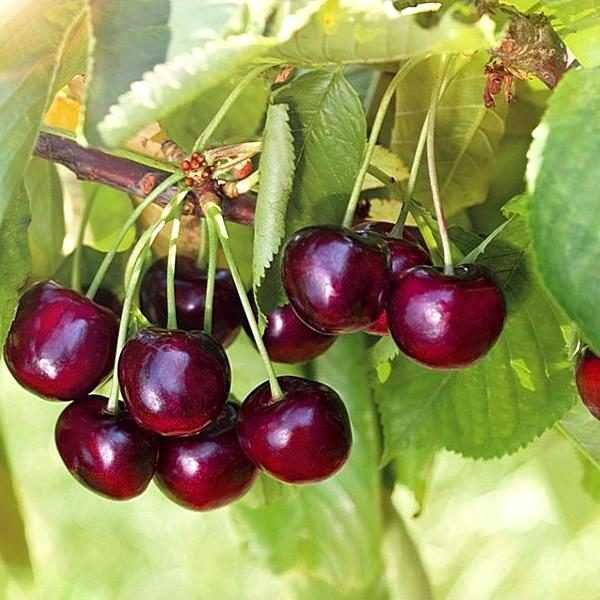 Вкусная вишня, продам саженцы