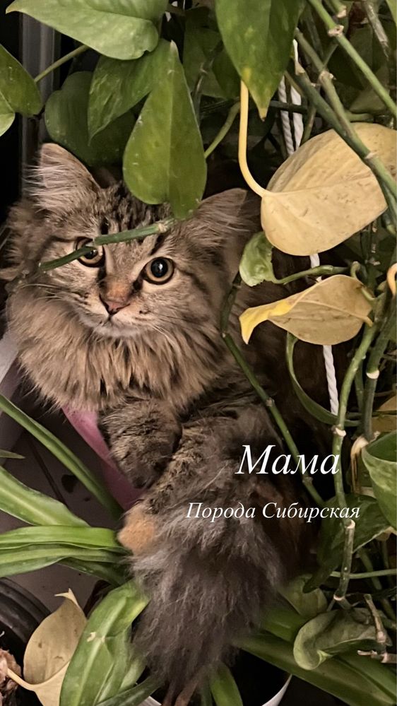 Милые котята ищут дом