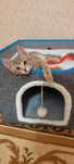 Котенок 2,5мес,  умная