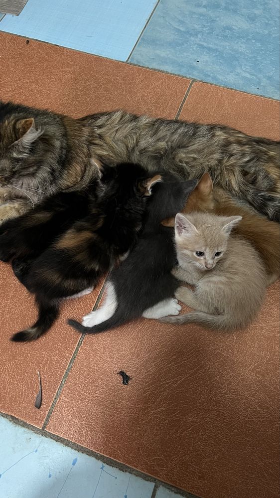 Отдаю бесплатно котят
