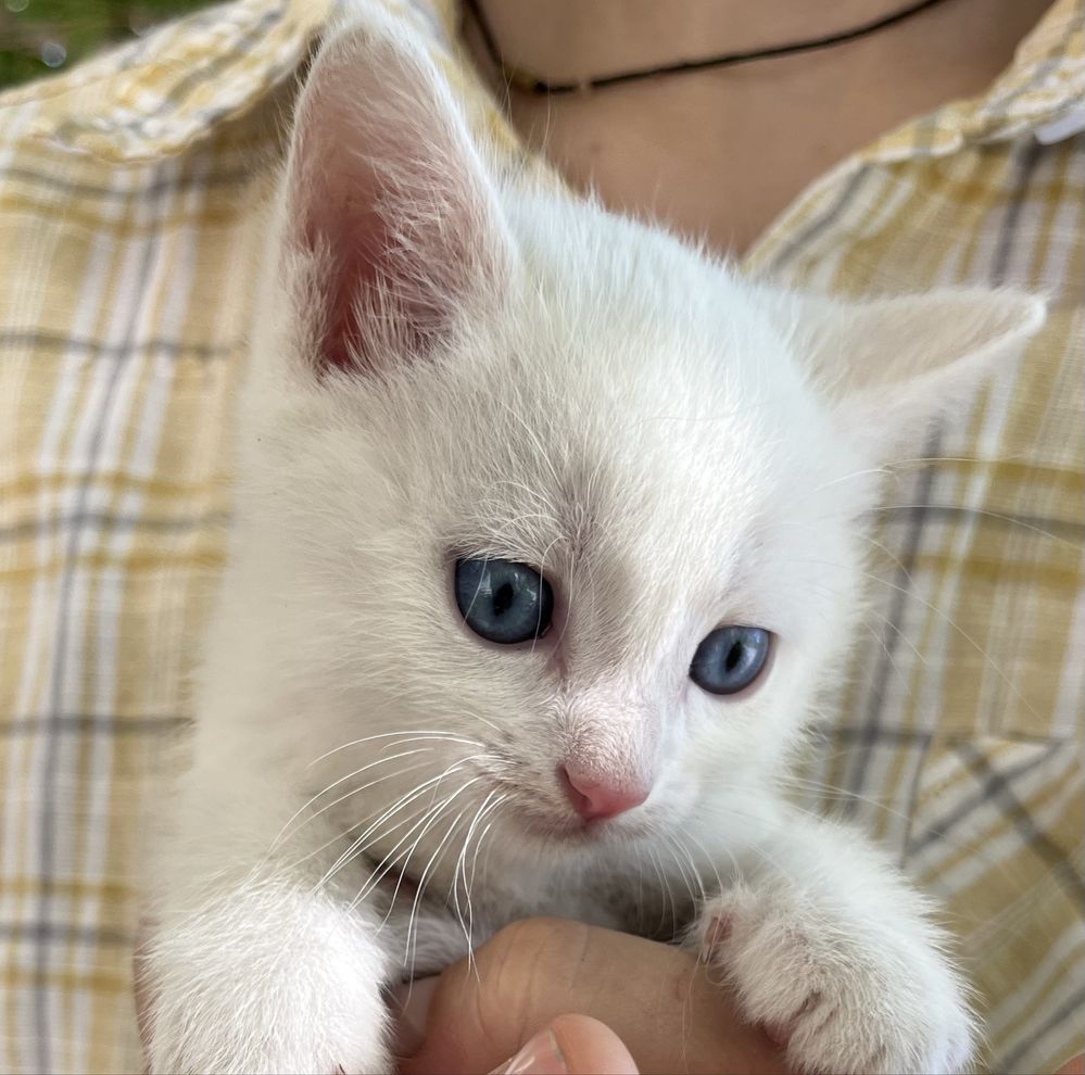 Котятки, котенки