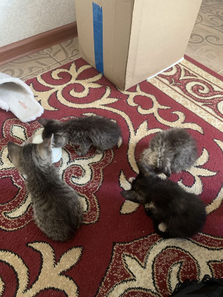 Нашел котят, отдам в хорошие руки 2 мальчика 2 девочки