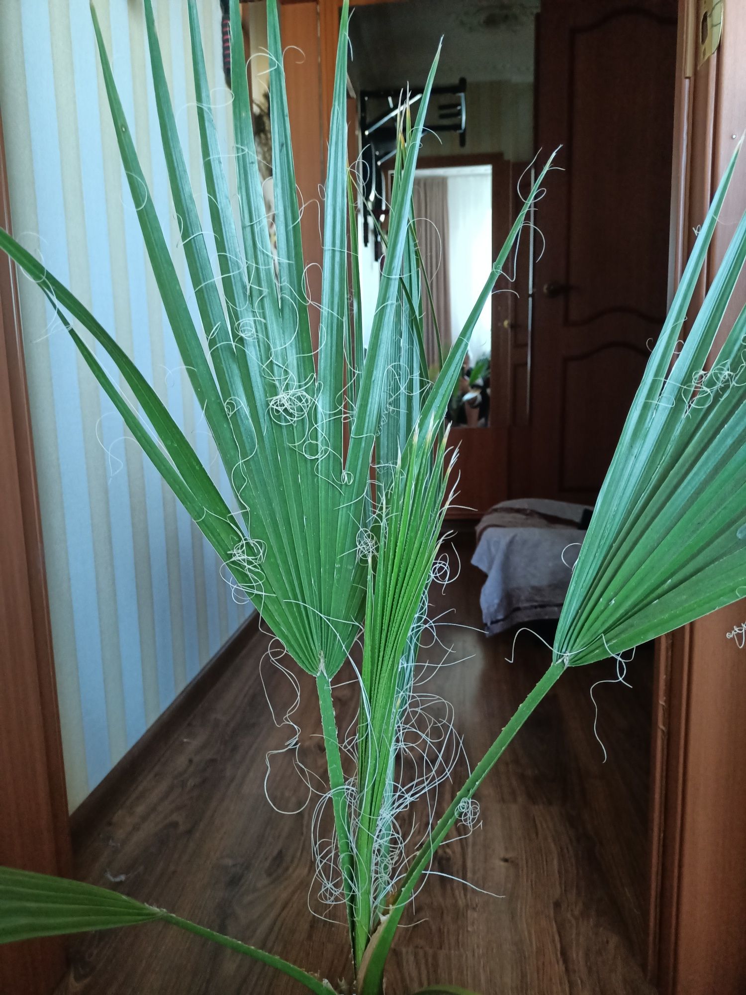 Продам пальму вашингтония