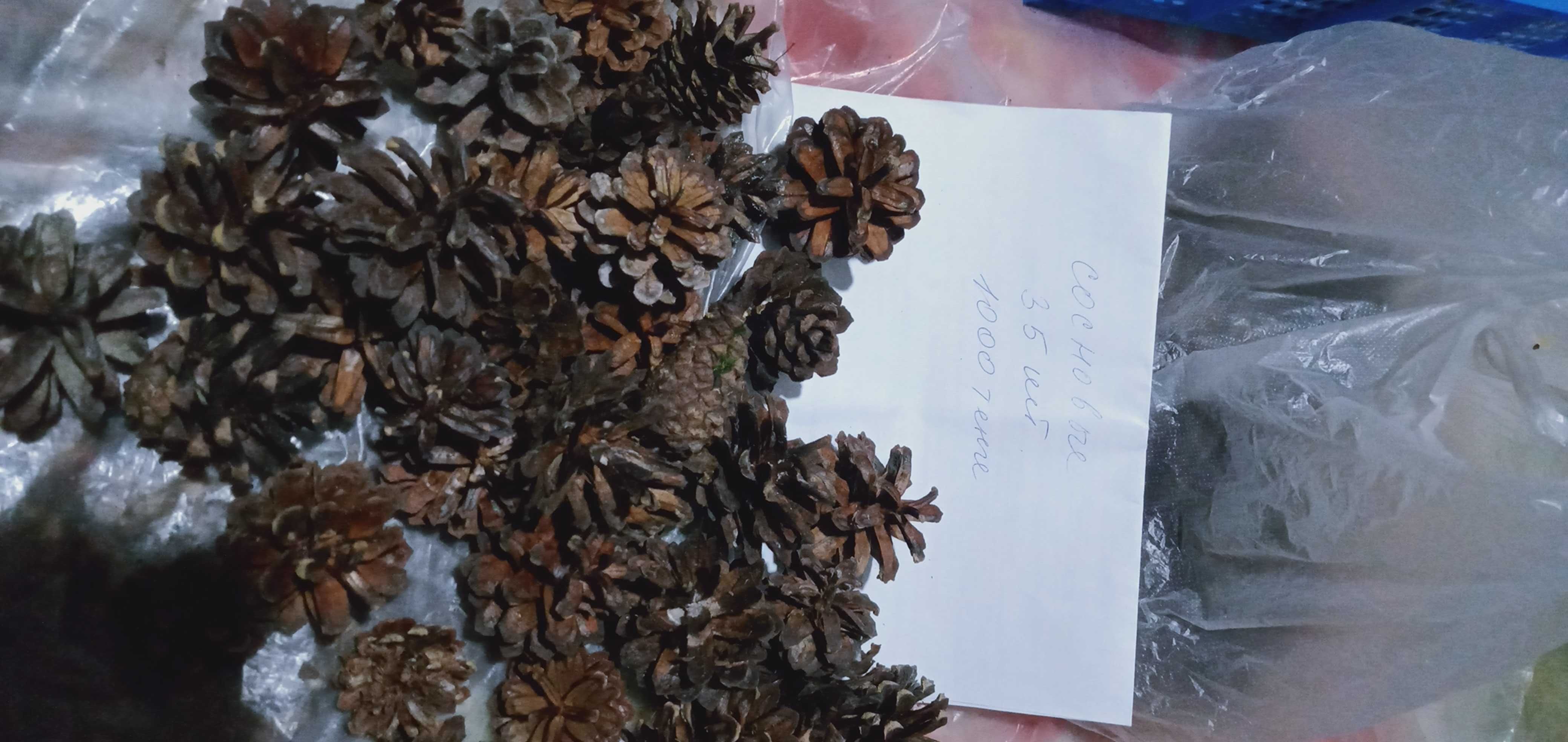 Продам шишки сосновые  большие и маленькие