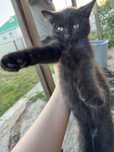 Отдам котят в добрые руки!