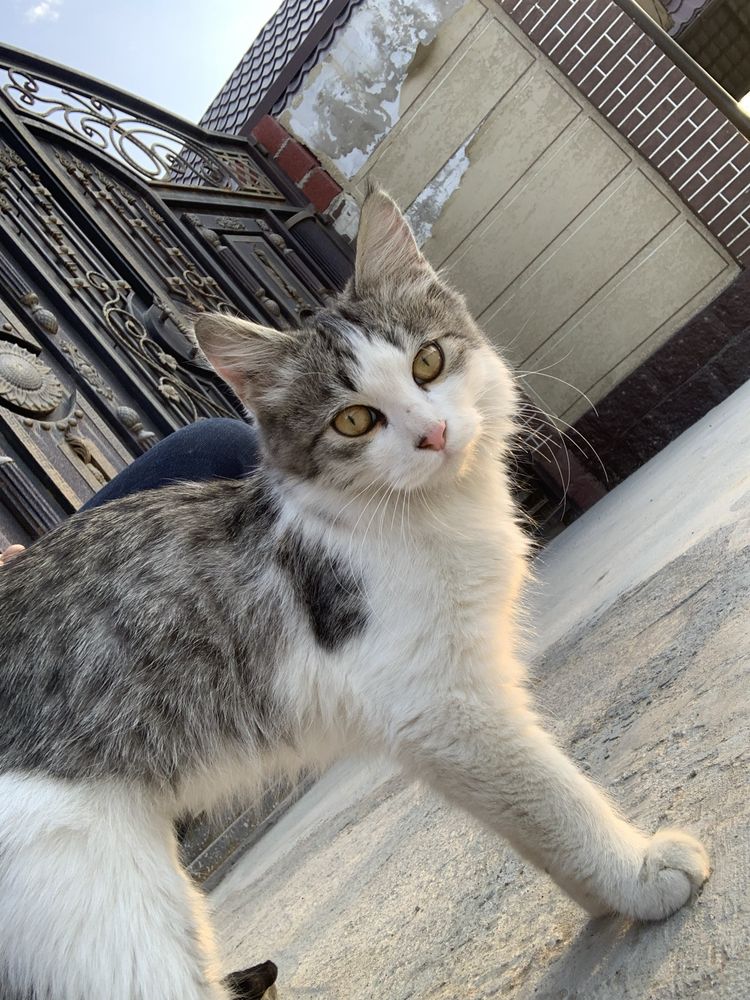 Котята отдам даром