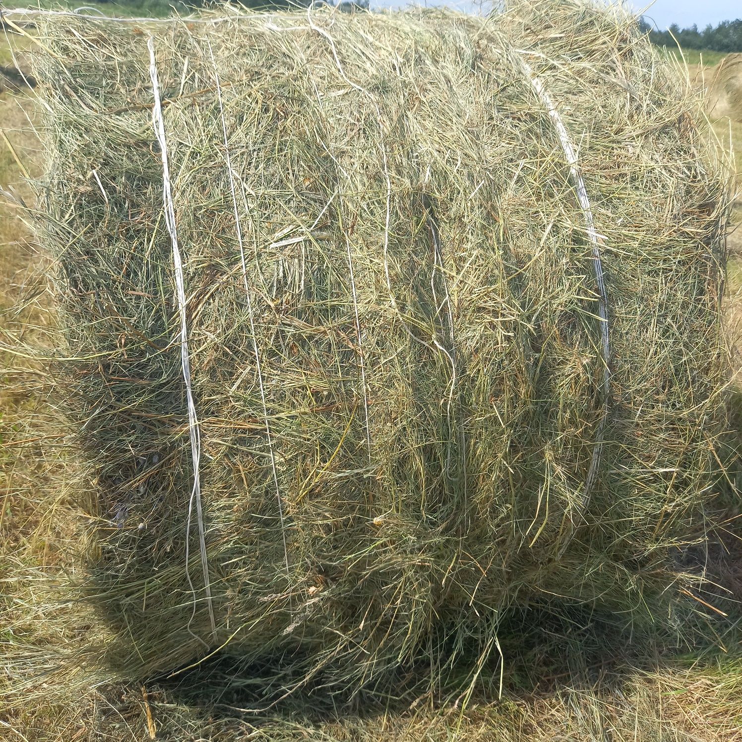 Продам сено луговое разнотравье