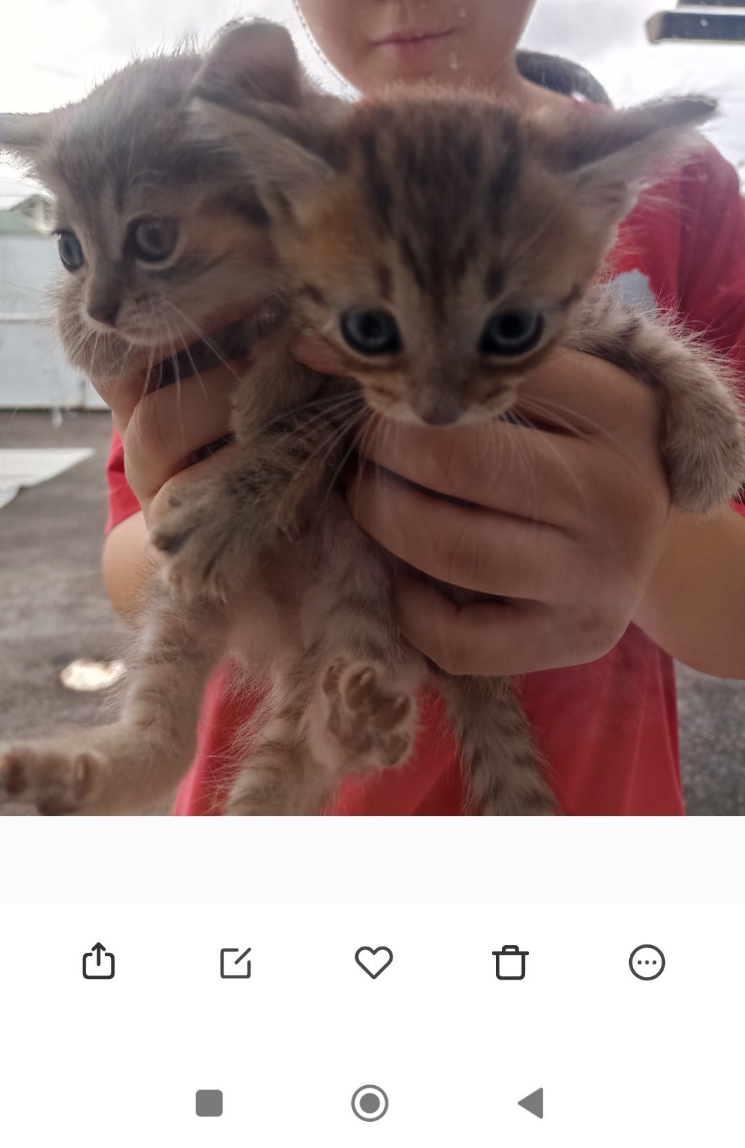 Отдам котят девочки