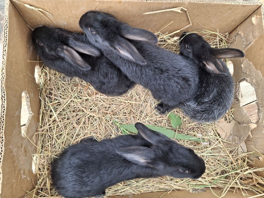 4 крольчат полтавский серебристый, 3 месяца