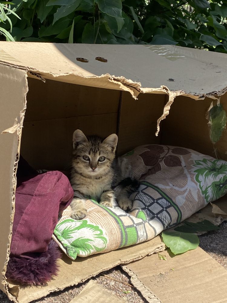 котята в добрые руки
