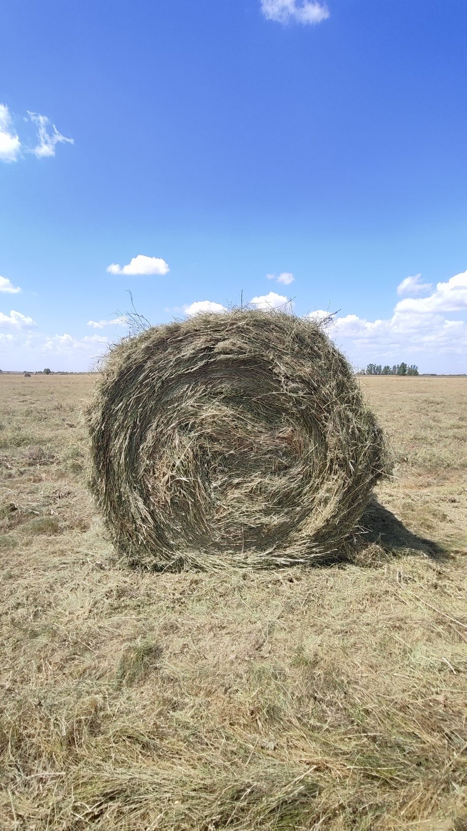 Продам сено Рулон
