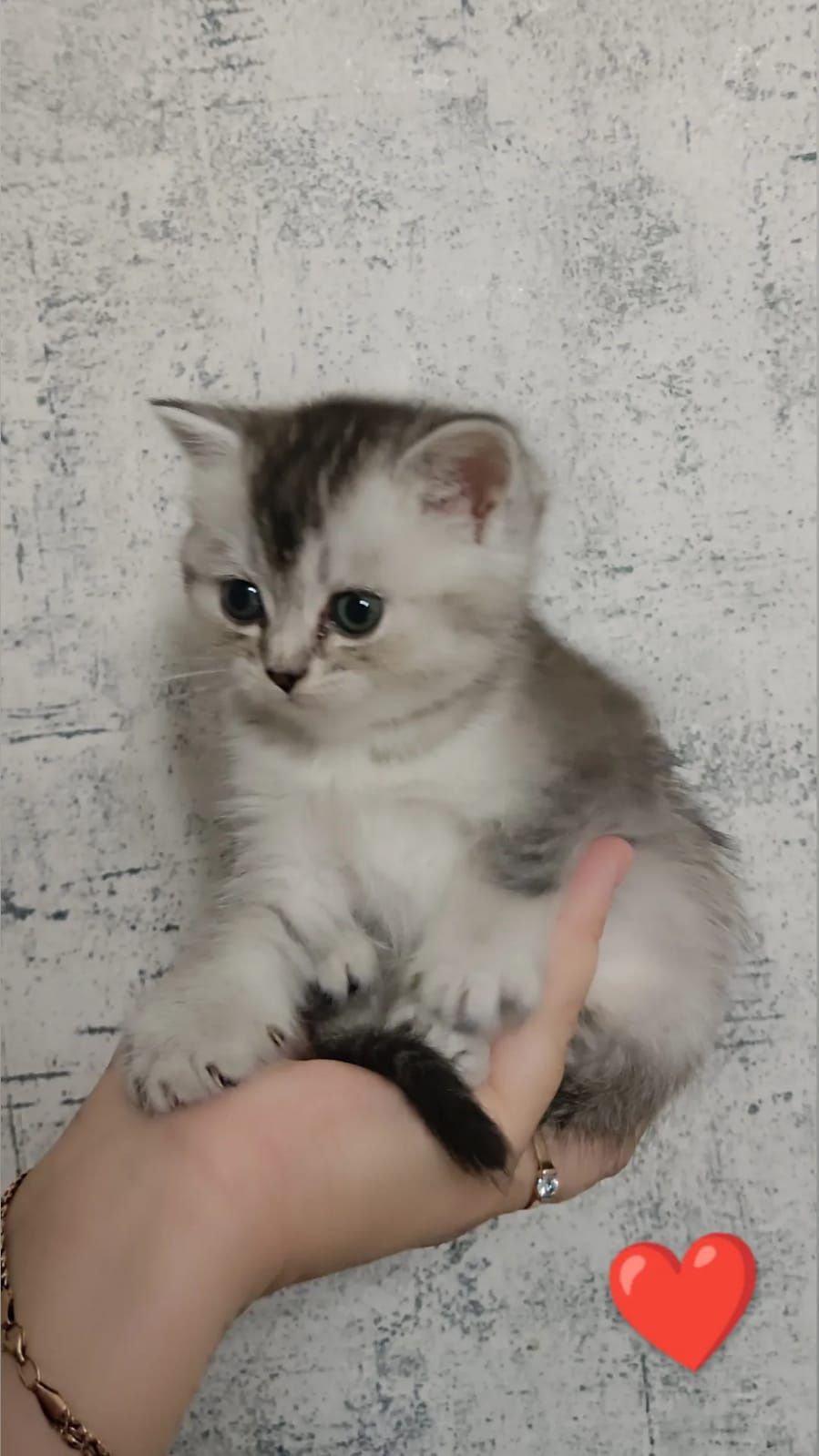 Продам породистую кошечку
