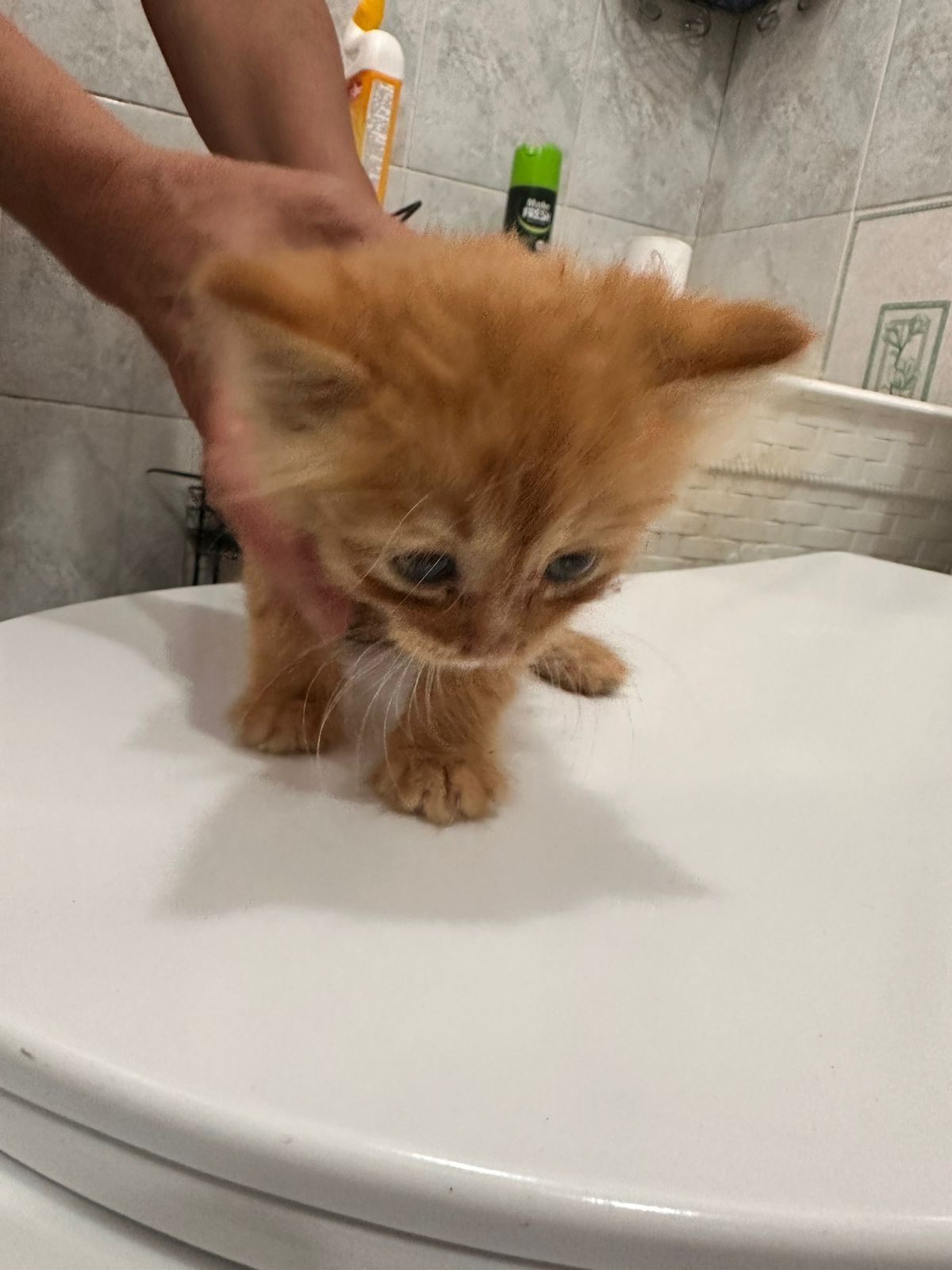 Рыжий котёнок  мальчик в любящие руки