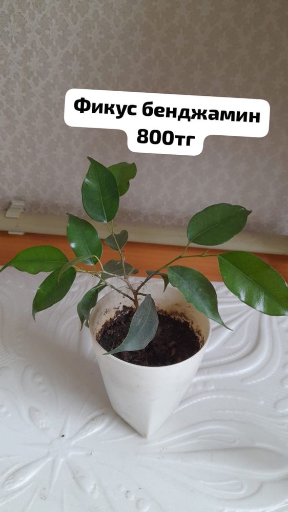 Үй гүлдері|Бөлме гүлдері