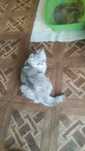 Отдам даром котика
