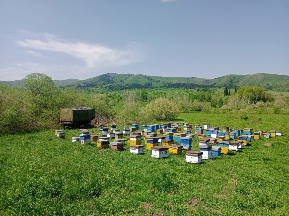 Продам мёд 2023, с собственной пасеки. 1800 тенге за ЛИТР